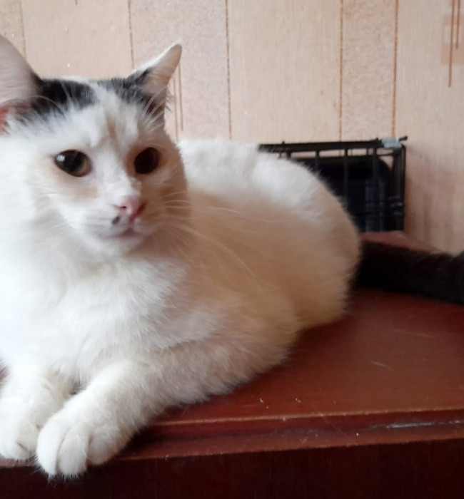 Котик