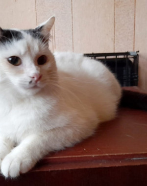 Котик